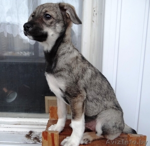 Забавные щеночки в дар! #800015