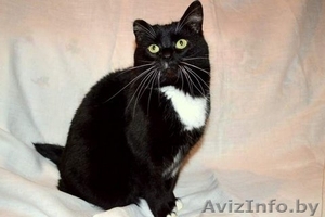 Кошечка МАРТА с отмороженым ушком ищет любимого хозяина! В дар ! #524649