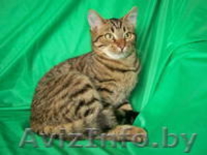 Тимоша – котенок-лесовичек в дар! #775227