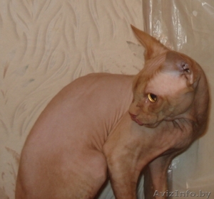 Канадский Сфинкс #819117