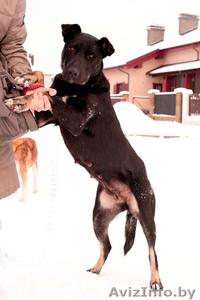 Замечательная собака Багира ищет хозяина!  #821748