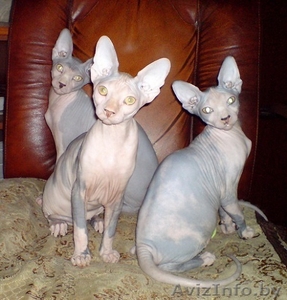 котята канадский сфинкс Минск #829793