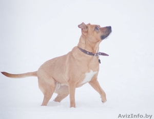 Собака в дар. Умница большая. #829992