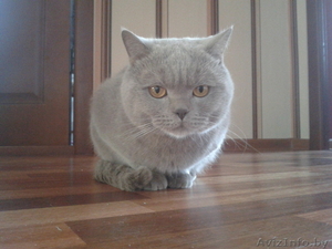 Британский лиловый котприглашает на вязку. #817102