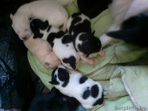 щенки  от небольшой собачки в дар #816077