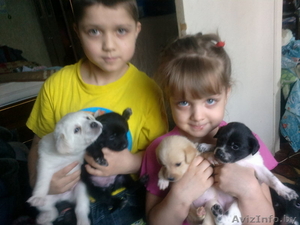 отдам щенков небольшой собачки #825750