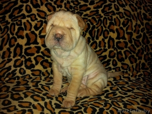 Прадажа шарпеев!!! #816722