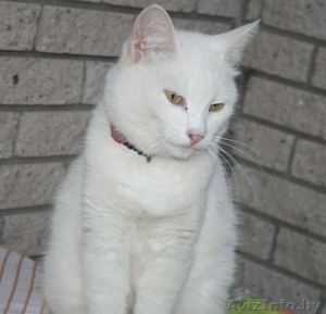 Кошка. Принцесса! #829996