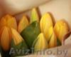 ПРОДАМ ТЮЛЬПАНЫ К 8 МАРТА!!! #832748