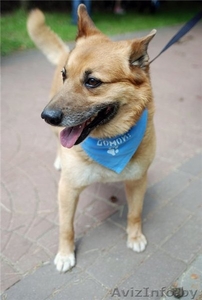 Кунак. Взрослый пес,  6 лет. 50-55 см в холке. В дар.  #816728