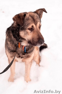 Полкан – великолепный пёс в добрые руки!  #821747