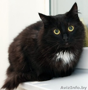 Черная кошечка-подросток в дар #825035