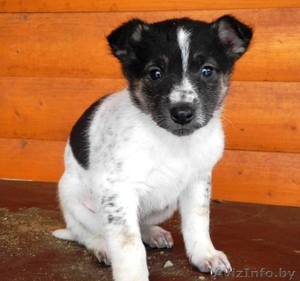 Щенки-красавчики в дар! #809072