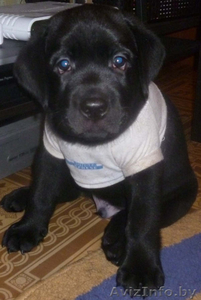 ЛАБРАДОР-РЕТРИВЕР!!! #821058