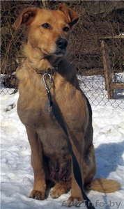 Лиза ищет хозяина! #819023