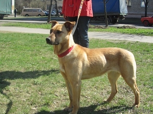 Красавица Элис ищет семью и надежный дом! #822698