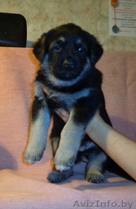 щенки восточно-европейской овчарки #817049