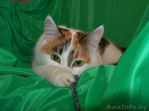 Алиска ищет дом! #830029