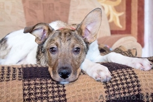 Щенок ищет хозяев #832666