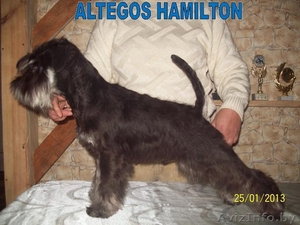 Щенки  миттельшнауцера,  ризеншнауцера и цвергшнауцера питомник ALTEGOS #831883