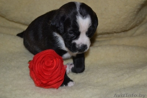 Щенки от небольшой собачки в дар! #827567