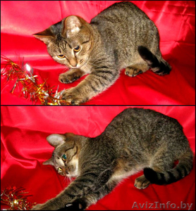 Бумер-котенок в дар. Только для активных людей! #824670