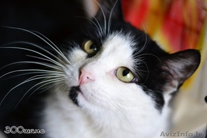 Прекрасный кот Гудини в дар! #825818