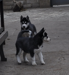 Сибирский хаски щенки,  документы FCI. #816875