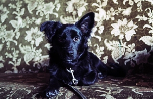 милый щенок Нора в дар #830446