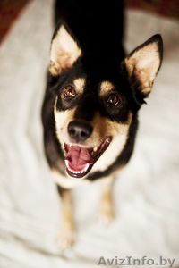 чудо-собака в дар #830444