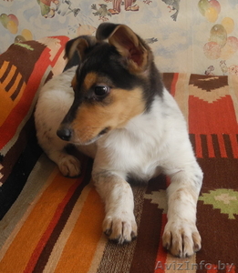 Красивые щеночки ищут свой добрый Дом. #831407