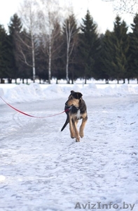 Грациозный и статный щенок в дар! #816119
