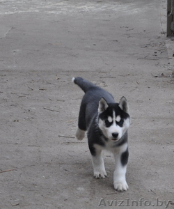 Сибирский хаски с документами FCI. #816902