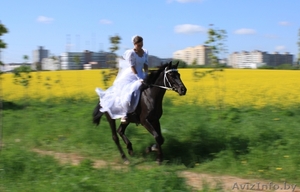 фотосессия с лошадьми #831992