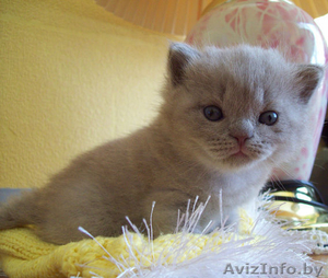 Британские котята. #829208