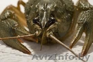 живые раки в Гомеле #823446