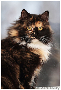 Кошка пушистая яркого  черепахового окраса в дар! #819355