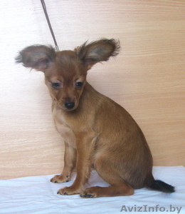 Продаются щенки той терьера длинношерстного. #829498