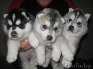 щенки сибирской хаски  #817153