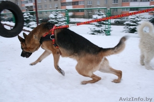 Ездовые шлейки для собак #826917