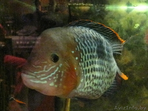 астронотусы,  акара #826772