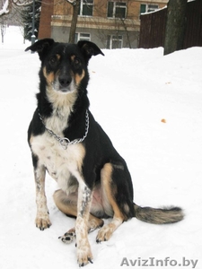 Метис ротвейлера и овчарки #823353