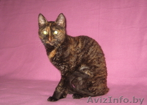 Уральский Рекс - кудрявые кошки #826091