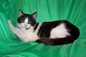 Котенок Мика Хаккинен в дар! #823697