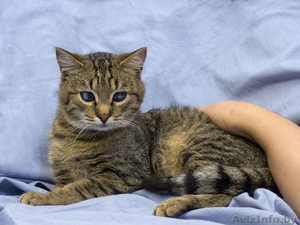 Котик. Его нужно спасать !!! #829999