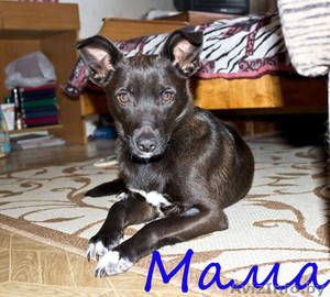 Маленькие звездочки ищут хозяев!  #829894