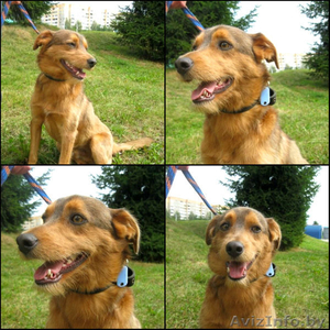 Замечательный пёс Марсик #824699