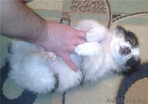 Щенок (мальчик) в добрые руки #827492