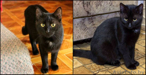 Мишель-загадочная и грациозная кошка! #824693