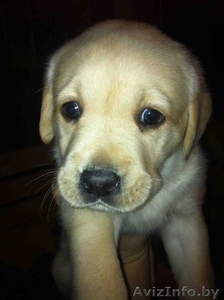 Продаются щенки лабрадора ретривер #827891
